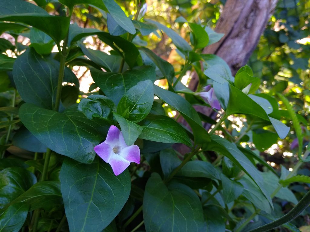 Little Joys: vinca difformis Jenny Pym in the garden