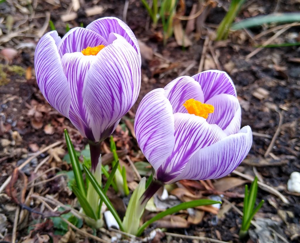 Little Joys: spring crocuses in the garden