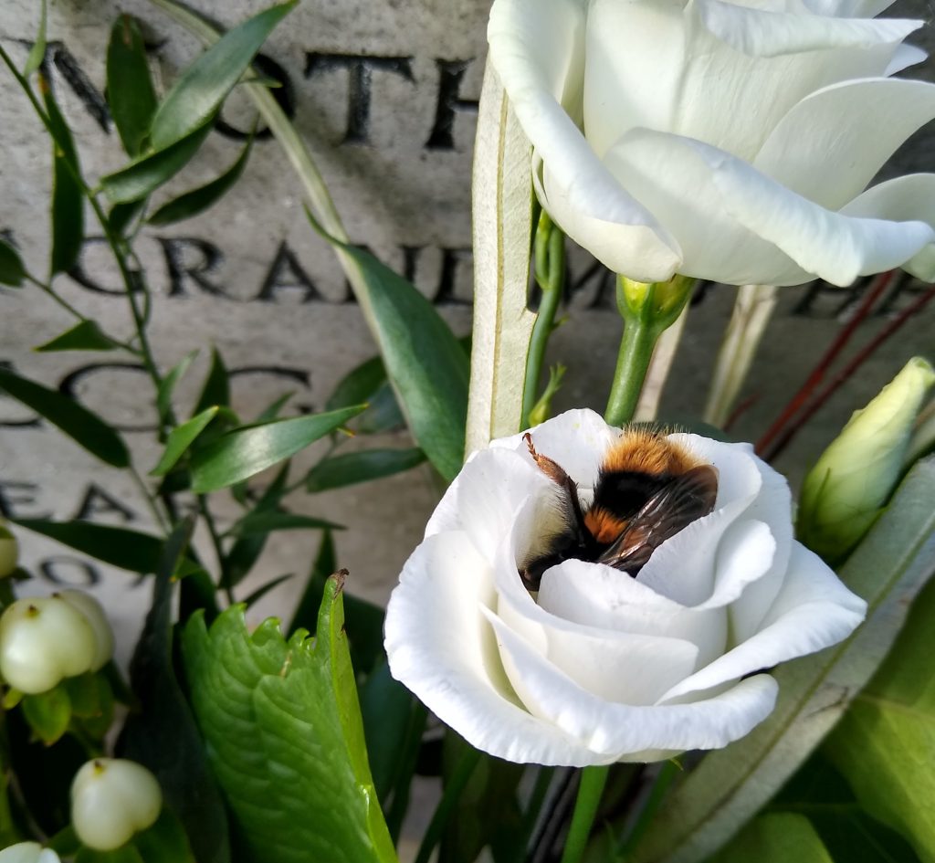 Little Joys: February bumblebee