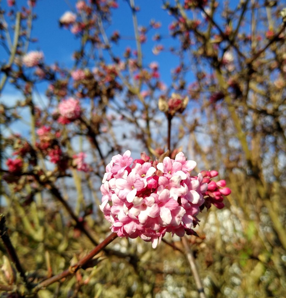 Winter flowers: fragrant viburnum bodnantense