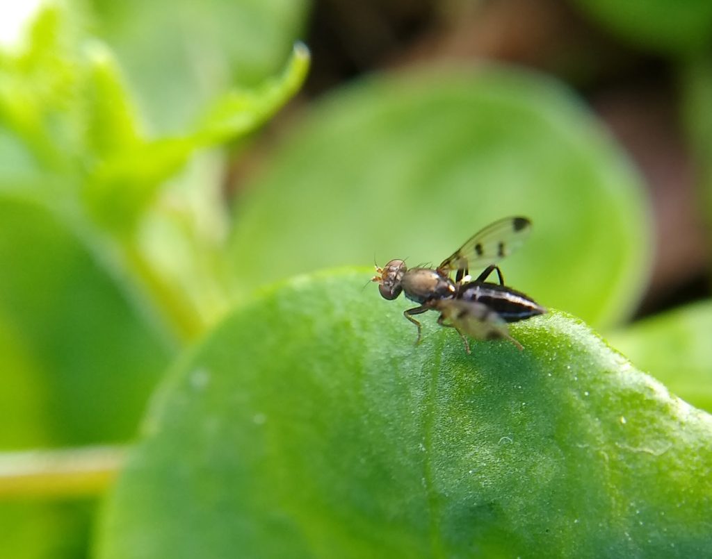 Winter wildlife: geomyza tripunctata