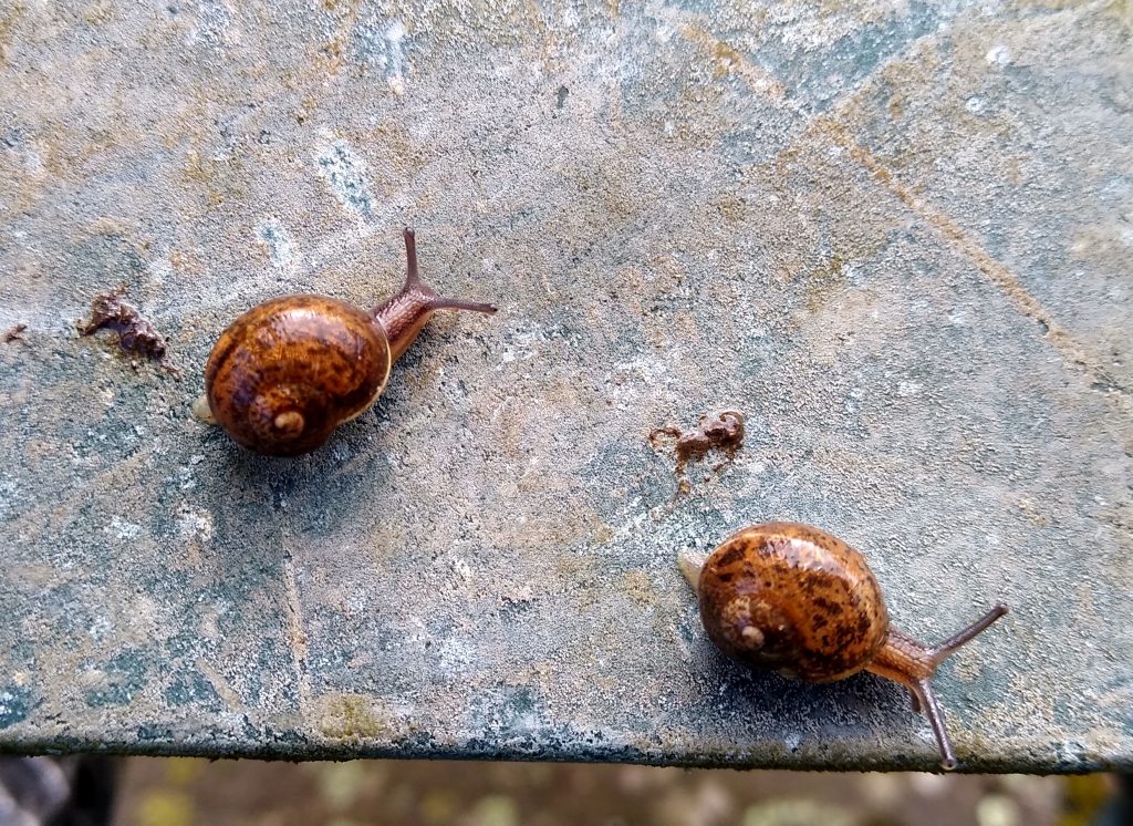 Little Joys: pretty garden snails