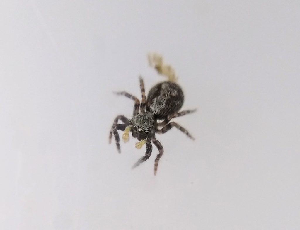 Little Joys: spider pseudeuophrys lanigera