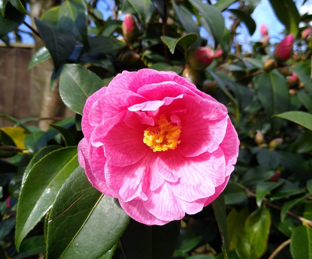 Little Joys: camellia flowers in the garden