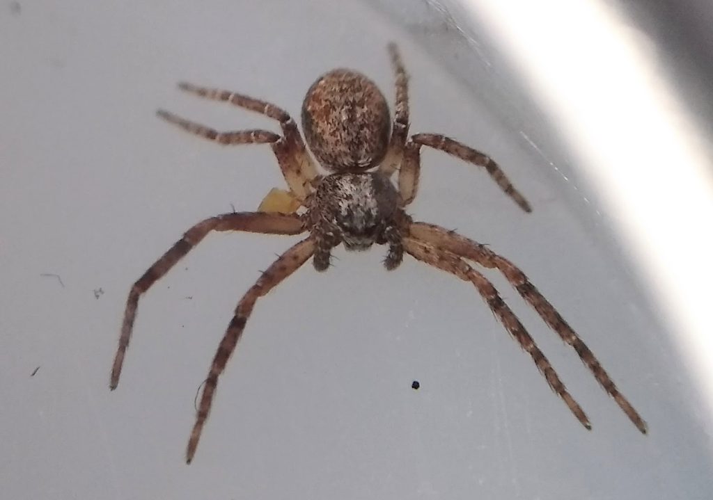 Little Joys: philodromus collinus spider