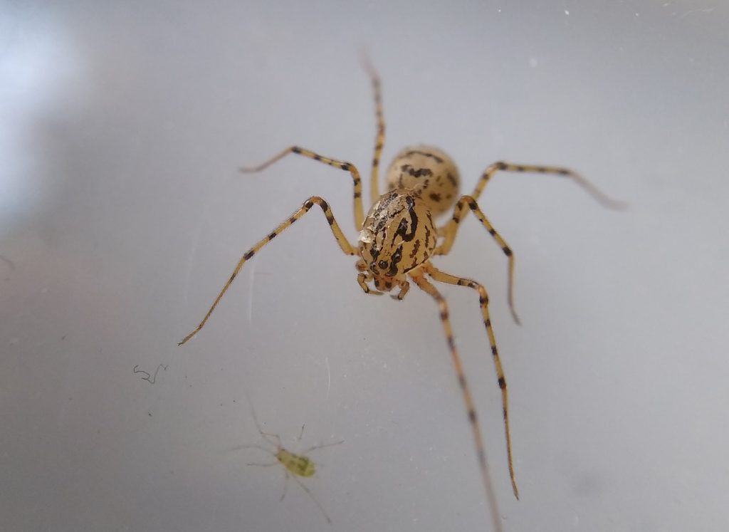 Little Joys: indoor wildlife - scytodes thoracica