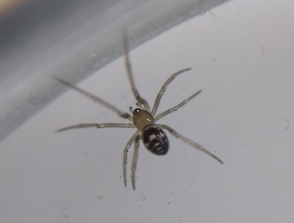 Little Joys: spider steatoda grossa (probably)
