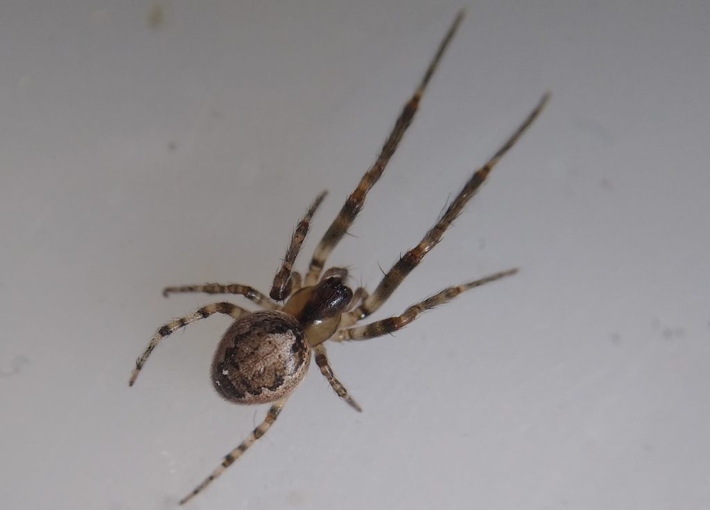 Little Joys: spider zygiella x-notata