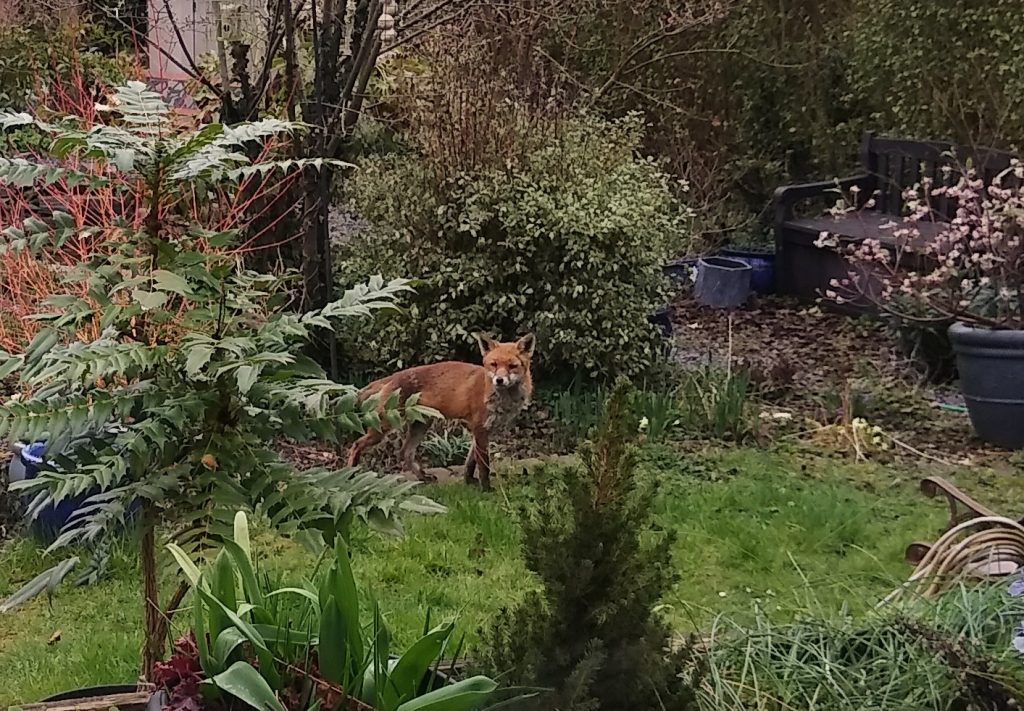 Little Joys: a fox visiting the garden