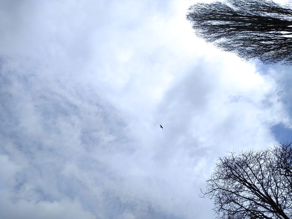 Little Joys: red kite in the sky