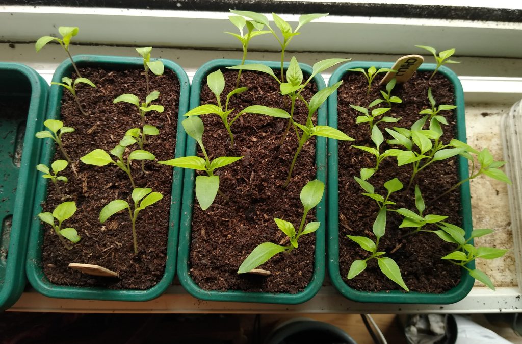 Little Joys: healthy aubergine and pepper seedlings for the food garden