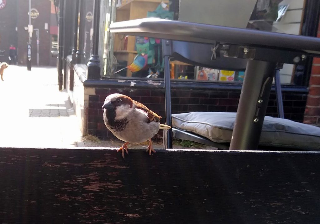 Little Joys: a house sparrow perched right next to our table