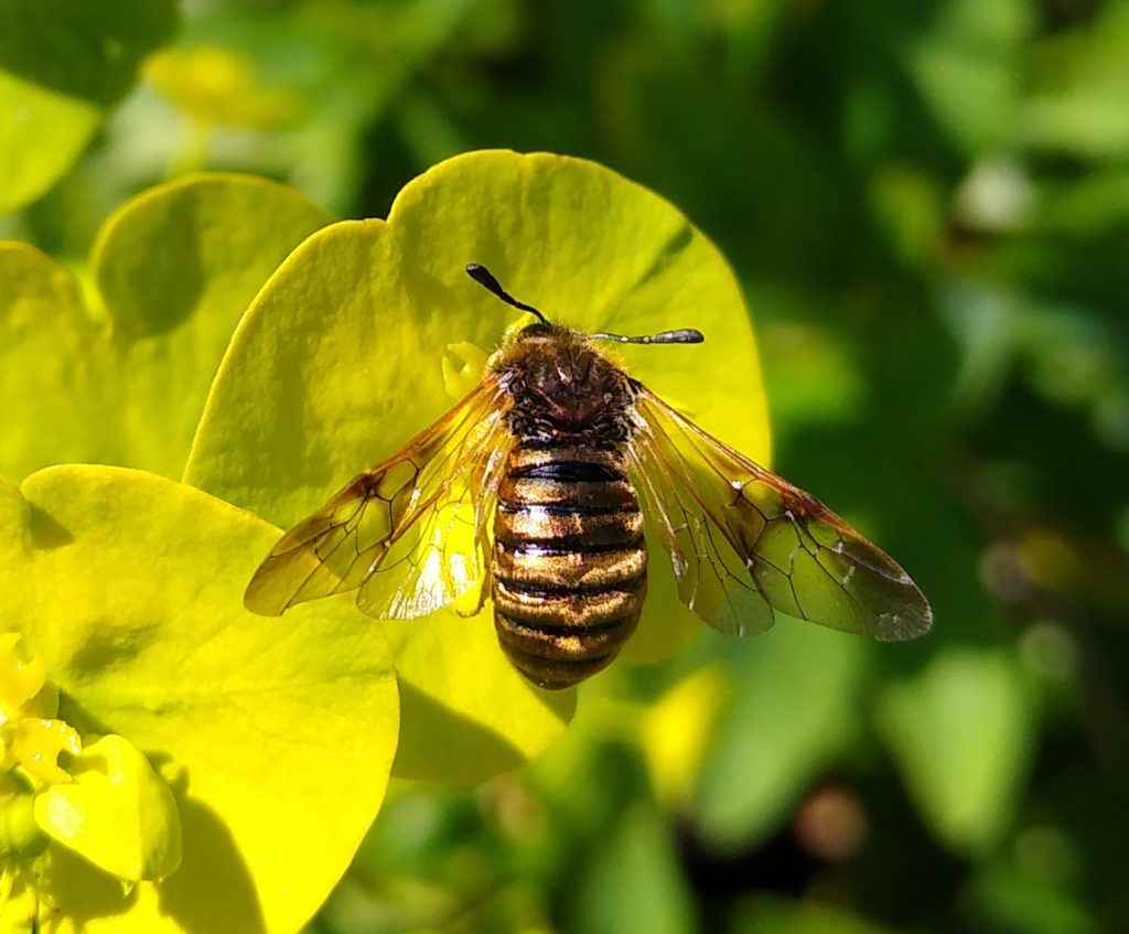 Little Joys: the honeysuckle sawfly is stunning metallic gold in colour