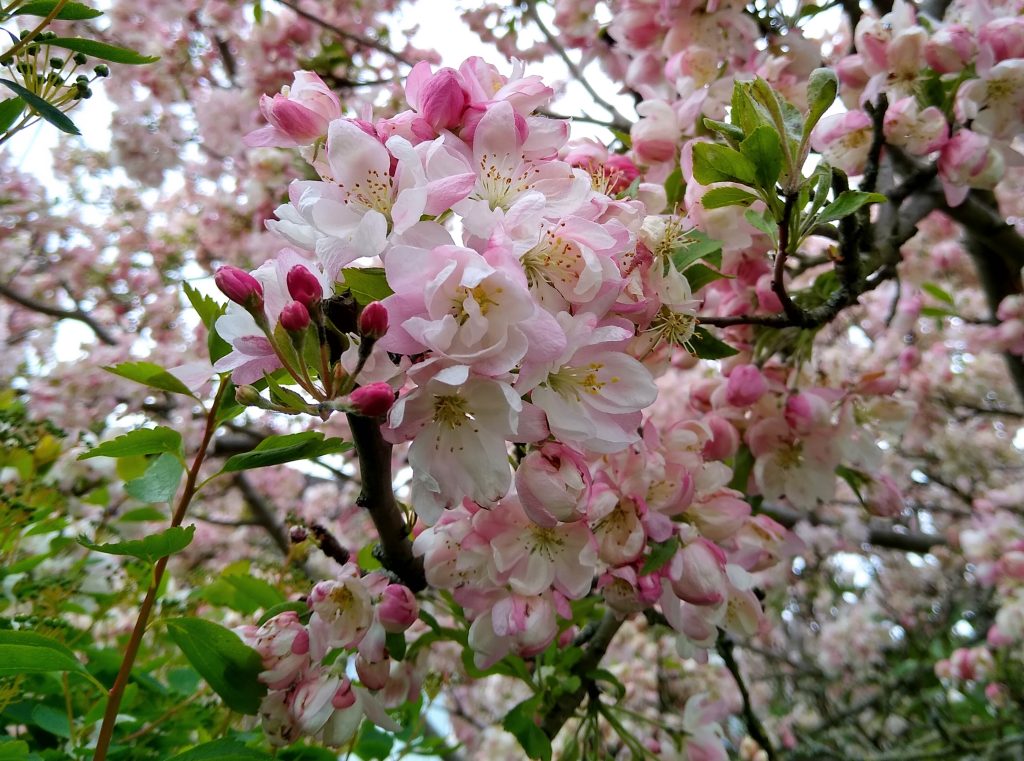 Little Joys: delicate pink apple blossom