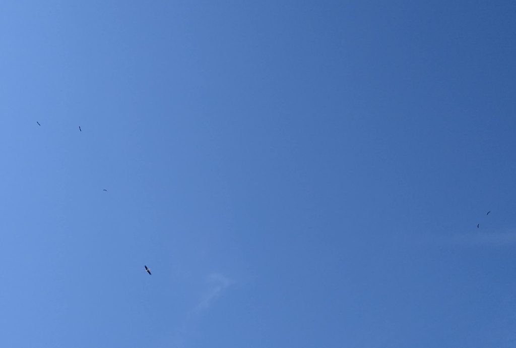 Little Joys: six storks flying in a blue sky
