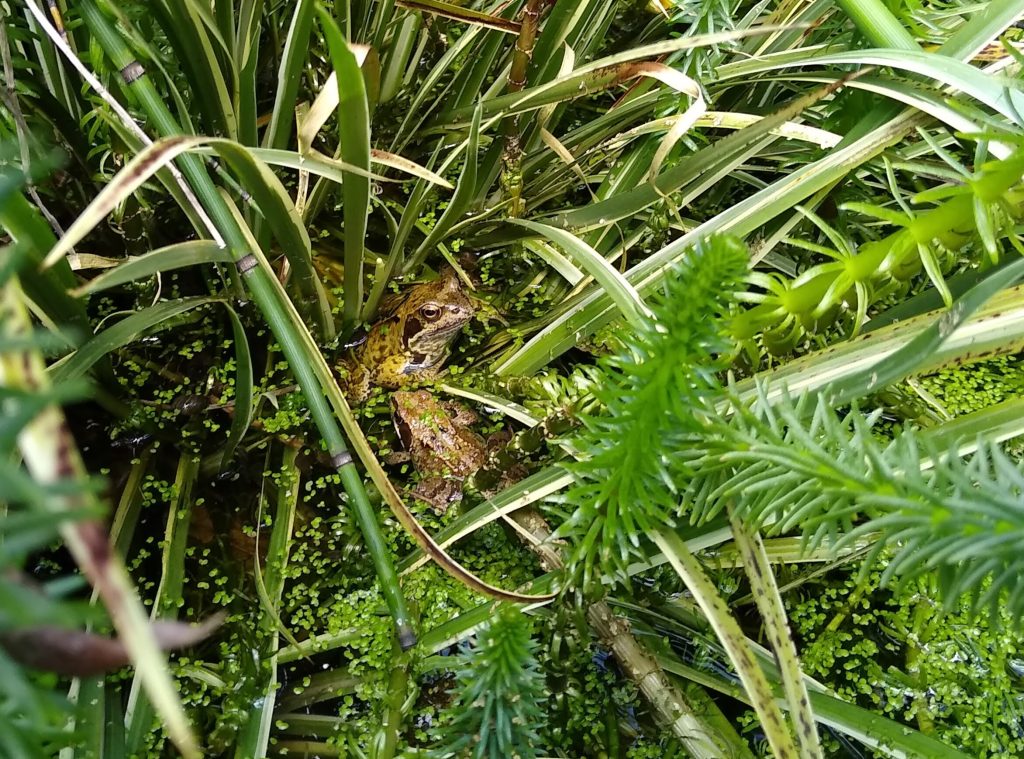 Little Joys: garden wildlife - frogs in the pond!