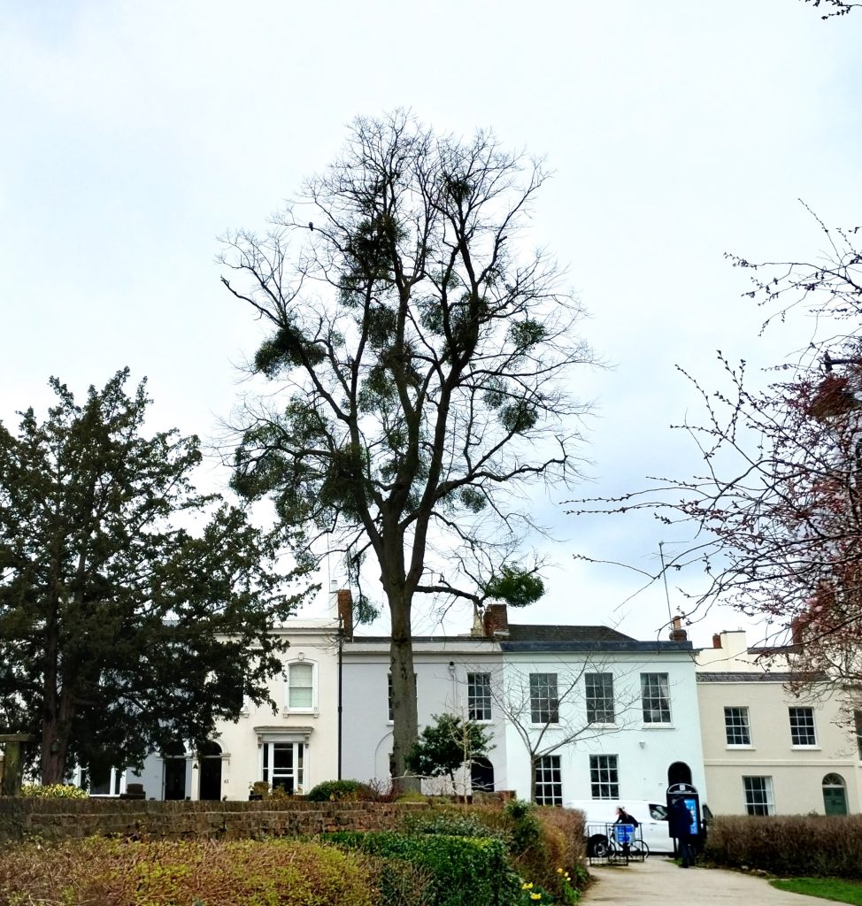 Photo: a bare tree with lots of mistletoe.
