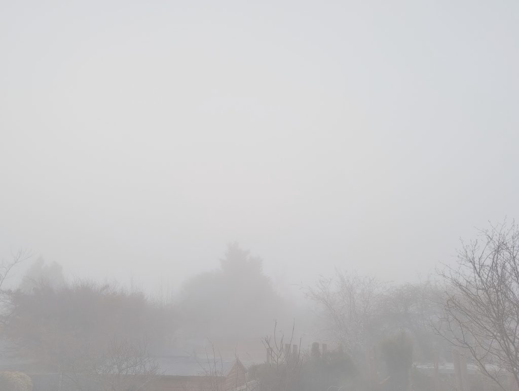 Photo: Foggy treeline.