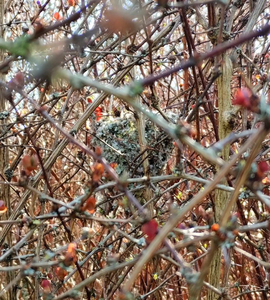 Photo: lichen-covered cup-shaped nest among the red twigs of a shrub.