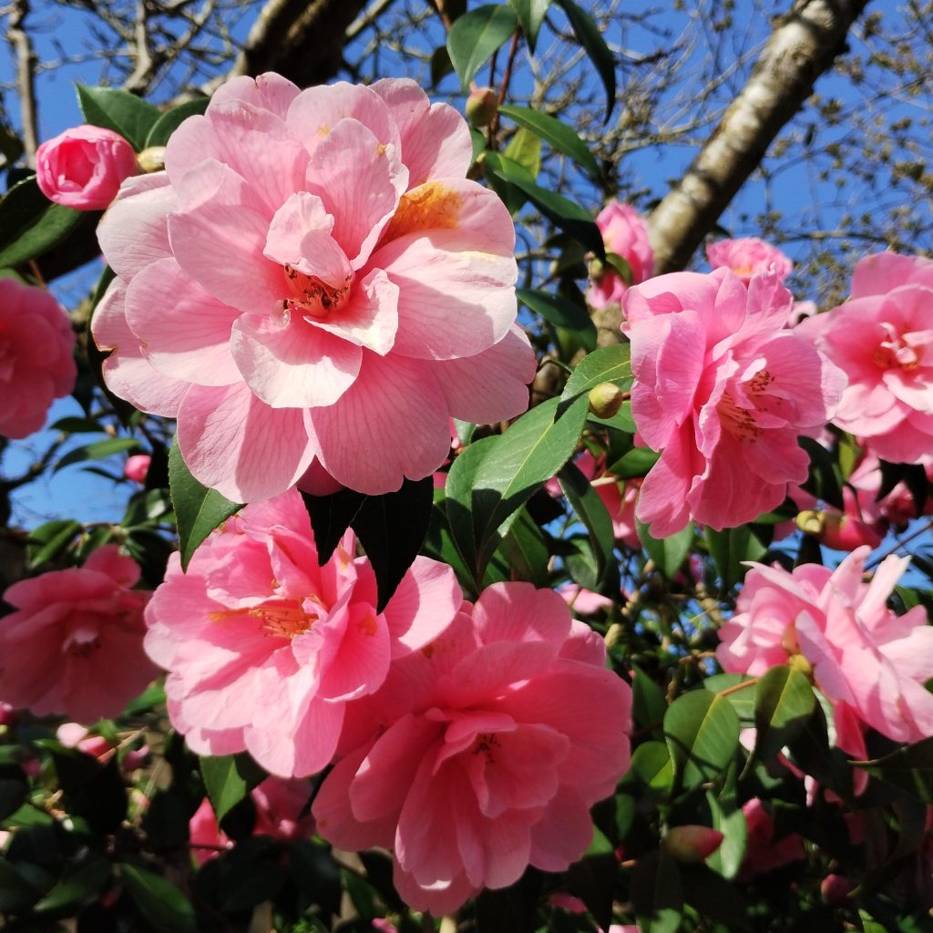 Photo: pink garden flowers and blue sky.