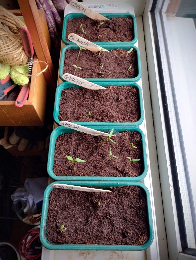 Photo: veg seedlings in the small green seed trays of a windowsill propagator.