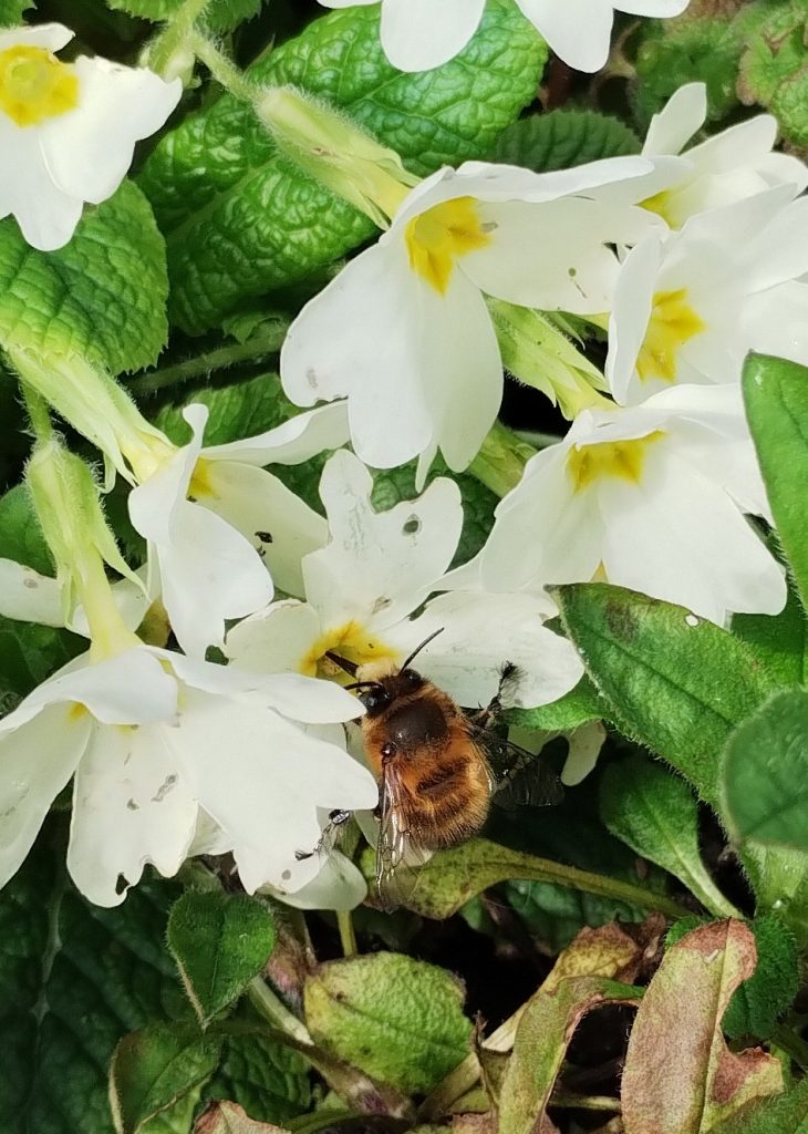 Photo: Primroses and a long-tongued golden bee.
