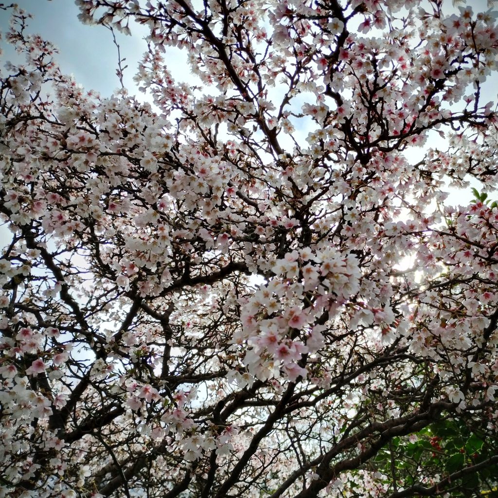 Photo: Blossom and sky.