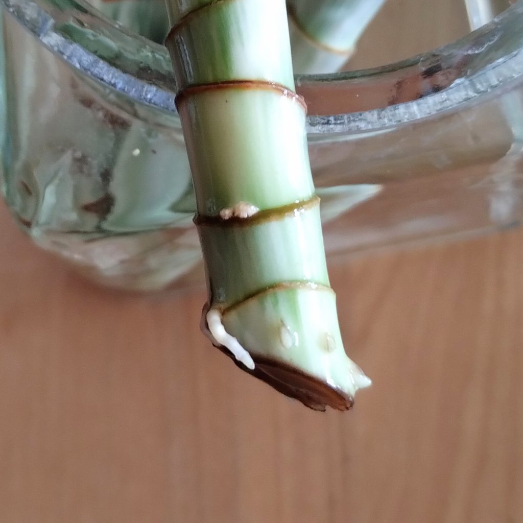 Photo: cut houseplant stem with small white roots.