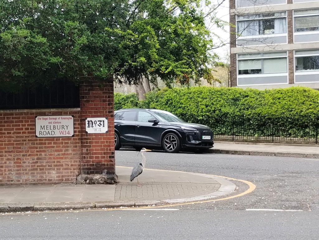 Little Joys: photo of a grey heron standing on a street corner in Kensignton.
