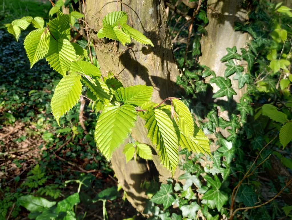 Little Joys: Bright green beech leaves coming out on a tree.
