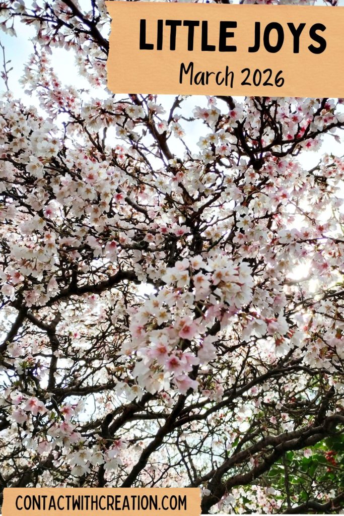 Little Joys March 2026 banner with photo of cherry blossom.